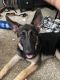 German Shepherd Puppies for sale in Mesquite, TX, USA. price: NA