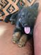 German Shepherd Puppies for sale in Temecula, CA 92592, USA. price: NA