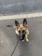 German Shepherd Puppies for sale in Endicott, NY 13760, USA. price: $400