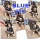 German Shepherd Puppies for sale in 14405 California Ave, Beaumont, CA 92223, USA. price: NA