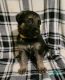 German Shepherd Puppies for sale in Nathalie, VA 24577, USA. price: $1,250
