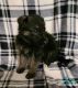 German Shepherd Puppies for sale in Nathalie, VA 24577, USA. price: $1,250