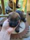 German Shepherd Puppies for sale in Porter, TX 77365, USA. price: NA