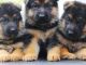 German Shepherd Puppies for sale in Fort Lee, NJ 07024, USA. price: NA