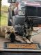 German Shepherd Puppies for sale in Pickerington, OH, USA. price: $1,000