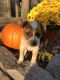 German Shepherd Puppies for sale in Collinsville, OK 74021, USA. price: NA