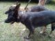 German Shepherd Puppies for sale in Shannon, NC 28386, USA. price: NA