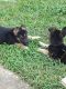 German Shepherd Puppies for sale in La Porte, TX 77571, USA. price: NA