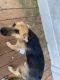 German Shepherd Puppies for sale in Hillsborough, NC 27278, USA. price: $450