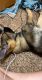 German Shepherd Puppies for sale in Minot, ND, USA. price: NA