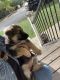 German Shepherd Puppies for sale in Hollister, CA 95023, USA. price: NA
