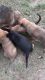 German Shepherd Puppies for sale in 29134 Riley Rd, Waller, TX 77484, USA. price: $350