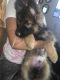 German Shepherd Puppies for sale in Charlotte, NC, USA. price: NA