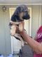 German Shepherd Puppies for sale in Snellville, GA, USA. price: NA