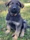 German Shepherd Puppies for sale in Cottonwood, CA 96022, USA. price: NA