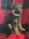 German Shepherd Puppies for sale in Nathalie, VA 24577, USA. price: $975