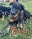 German Shepherd Puppies for sale in Cottonwood, CA 96022, USA. price: $800