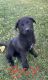 German Shepherd Puppies for sale in Cottonwood, CA 96022, USA. price: NA