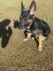 German Shepherd Puppies for sale in S 27th Ave, Phoenix, AZ, USA. price: NA