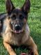 German Shepherd Puppies for sale in Otsego, MN, USA. price: NA