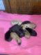 German Shepherd Puppies for sale in Kenner, LA, USA. price: $800