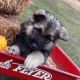German Shepherd Puppies for sale in Providence, RI, USA. price: $950