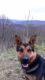 German Shepherd Puppies for sale in Grantsville, MD 21536, USA. price: NA