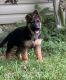 German Shepherd Puppies for sale in Carmine St, New York, NY 10014, USA. price: $7,074,100,000