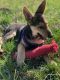 German Shepherd Puppies for sale in Maplewood, NJ, USA. price: NA