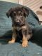 German Shepherd Puppies for sale in Newport, NC 28570, USA. price: $1,000
