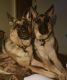German Shepherd Puppies for sale in Poinciana, FL, USA. price: $800