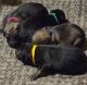 German Shepherd Puppies for sale in Kannapolis, NC, USA. price: $1,000