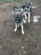 German Shepherd Puppies for sale in 21416 131st St E, Bonney Lake, WA 98391, USA. price: NA