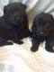 German Shepherd Puppies for sale in Belmont, NY 14813, USA. price: NA