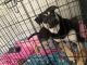 German Shepherd Puppies for sale in San Marcos, TX, USA. price: NA