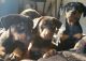 German Shepherd Puppies for sale in Ithaca, MI 48847, USA. price: $250