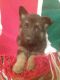 German Shepherd Puppies for sale in Harrodsburg, KY 40330, USA. price: $500