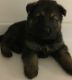 German Shepherd Puppies for sale in Toronto, ON, Canada. price: NA