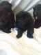 German Shepherd Puppies for sale in Belmont, NY 14813, USA. price: NA