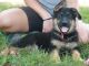 German Shepherd Puppies for sale in Englewood, CO 80111, USA. price: $695