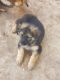 German Shepherd Puppies for sale in Edinburg, TX, USA. price: NA