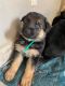 German Shepherd Puppies for sale in Bethany, OK, USA. price: NA