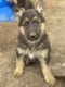 German Shepherd Puppies for sale in Missoula, MT, USA. price: $1,000