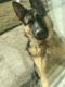 German Shepherd Puppies for sale in Tulare, CA 93274, USA. price: $100