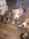 German Shepherd Puppies for sale in Kaufman, TX, USA. price: NA