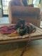 German Shepherd Puppies for sale in Temecula, CA 92592, USA. price: $1,200