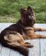 German Shepherd Puppies for sale in Holbrook, MA, USA. price: NA