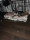 German Shepherd Puppies for sale in Jersey City, NJ, USA. price: $1,500