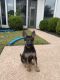 German Shepherd Puppies for sale in Plano, TX, USA. price: NA