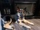German Shepherd Puppies for sale in Port Richey, FL, USA. price: NA
